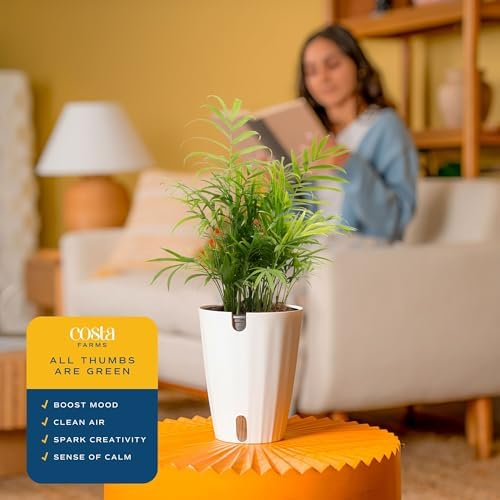 Costa Farms Parlor Palm, Live Indoor Plant, Tropical Decor, Air Purifying - Image 5