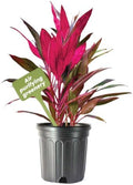 American Plant Exchange Ti Plant 'Sister' – 10-Inch Pot – Live Easy Care Indoor Houseplant, Air-Purifying, Bright Light Tropical Plant for Home, Garden Patio Decor by AmericanPlantExchange
