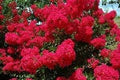 Double Feature® Reblooming Crape Myrtle - Ruby Red Flowering Tree - Live Plant Shipped 1 Foot Tall in Gallon Pot by DAS Farms by DASFarms