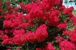 Double Feature® Reblooming Crape Myrtle - Ruby Red Flowering Tree - Live Plant Shipped 1 Foot Tall in Gallon Pot by DAS Farms by DASFarms