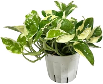 Pothos N’Joy Live Indoor Plant, 4 inch Pot, Variegated White and Green Leaves - Easy to Care for - Perfect for Indoor and Outdoor Home Decor, Office, and Gift- Pot Included - Image 2