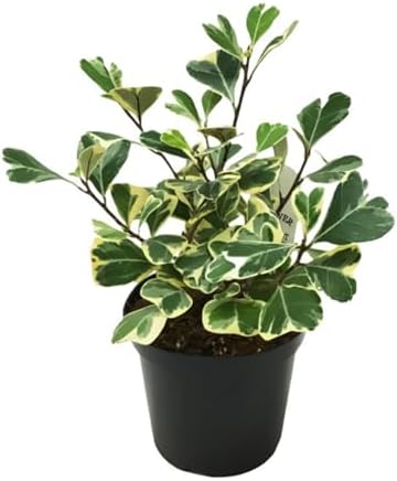 Vinca Major Variegata, Variegated Big Leaf Periwinkle Plant, Purple Flowering Ground Cover, Live Perennial Garden Plants (Classic Pint/Set of 25) - Image 7