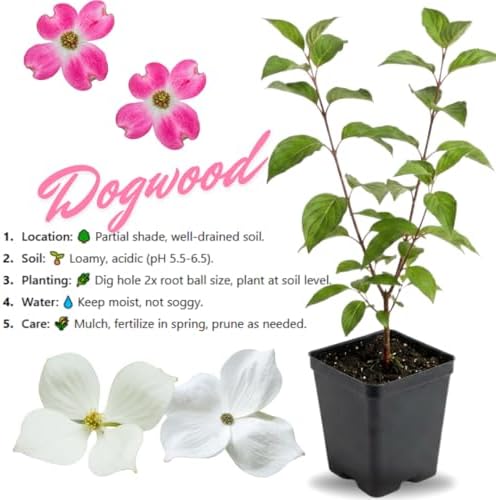 White Kousa Dogwood Tree Live Plant, Ornamental Tree, 6-12 Inch Tall - Image 3