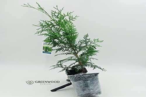 Greenwood Nursery: Live Trees - American Pillar Arborvitae Tree + Thuja Occidentalis - [Qty: 10x Quart Pots] - (Click for Other Available Plants/Quantities) - Image 3