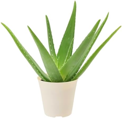 Arcadia Garden Products Live Aloe Vera Succulent Easy Indoor Houseplant in Plastic Pot, Air Purifying Ornamental Plant Gift for Home and Garden Decor, 4 Inch by Unknown