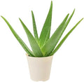 Arcadia Garden Products Live Aloe Vera Succulent Easy Indoor Houseplant in Plastic Pot, Air Purifying Ornamental Plant Gift for Home and Garden Decor, 4 Inch by Unknown