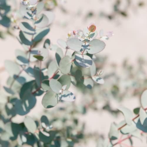 Park Seed Grow Your Own Eucalyptus Seeds Plant, Silver Dollar, Pack of 500 - Image 6
