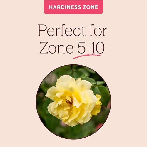 Heirloom Climbing Roses, Live Own Root Plant, Golden Gate™ - Image 5