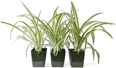 Spider Plant Variegated 3 Potted Plants - Indoor Houseplants in 4-Inch Pots by EasytoGrow