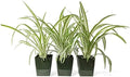 Spider Plant Variegated 3 Potted Plants - Indoor Houseplants in 4-Inch Pots by EasytoGrow