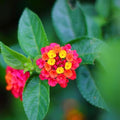 3 Irene Lantanas, Live Plants – Continuous Blooms, Thriving in 2.5” Nursery Cubes by CitronellaKing