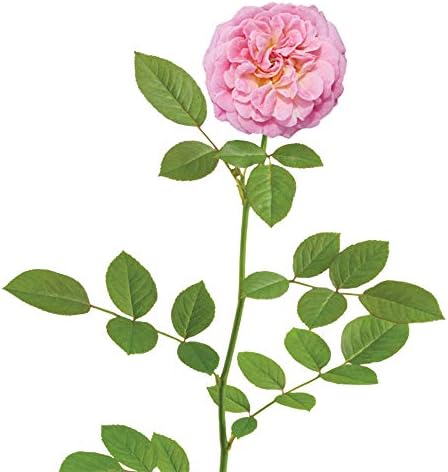 Perfect Plants Sweet Drift Rose Live Plant, 3 Gallon, Pink Ground Cover - Image 2
