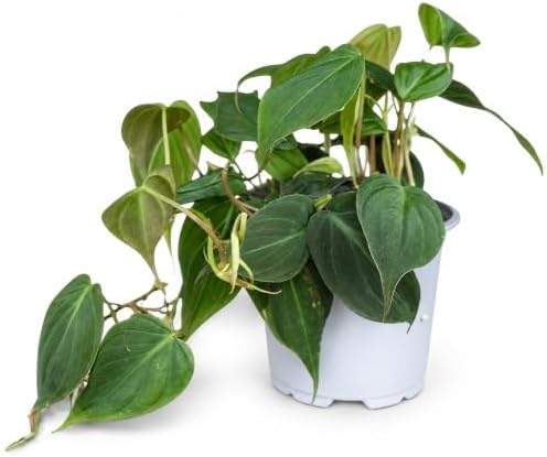 Philodendron Micans Live Plant - Rare Velvet Leaf Trailing Houseplant by NYCitySucculents