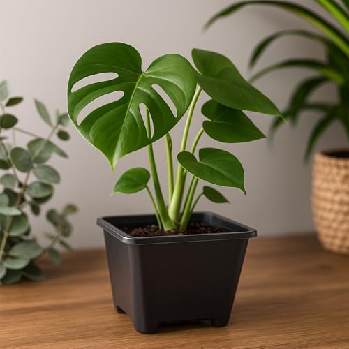 50 Packs Square Nursery Pots for Plants 3.5 Inch Seedling Pots with Holes - Image 3