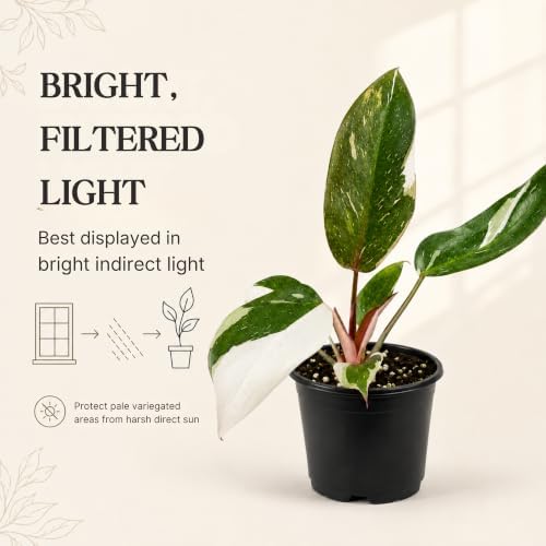 Philodendron Red Anderson Live Plant, 4 Inch Rare Variegated Houseplant - Image 4