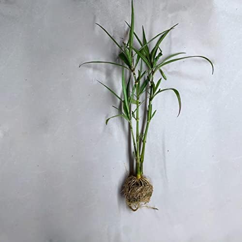 Pink Blue Bells, a Great Live Pond Plant for Your Water Garden. Filters koi and Goldfish Ponds. Good for Bogs, Plant Shelf or Shallow Water This marginal Aquatic is a Real Beauty - Image 6