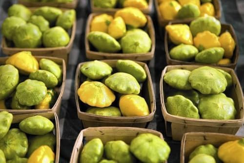 Benning's Green Tint Patty Pan (Bush Scallop Squash) Seeds - 50+ Green Tint, 60+ Yellow, 60+ White - 170+ Count - for 2026 Planting Heirloom Bush Scallop Summer Squash Patisson - Image 5