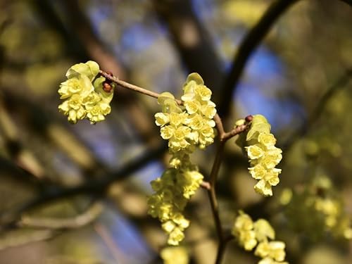 Greenwood Nursery: Live Shrub Plants - Spicebush + Lindera Benzoin - [Qty: 2X Quart Pots] - (Click for Other Available Plants/Quantities) by GreenwoodNursery