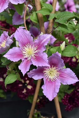 Piilu Clematis Vine - Heaviest Blooming Clematis - 2.5" Pot - Little Duckling - Image 2