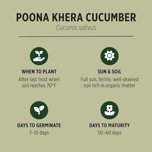 Banyan Botanicals Organic Cucumber Seeds – Heirloom Poona Khera (Cucumis Sativus) Seeds –Tender & Crisp for Eating or Pickling – 30 Count – Open Pollinated Non-GMO Easy-to-Grow - Image 2