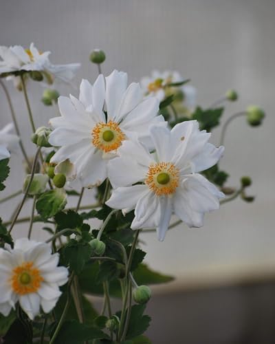 Perennial Farm Anemone x Hybrida 'Whirlwind' – Live Windflower in #1 Container, Semi-Double White Blooms, Long Blooming, Deer Resistant, Great for Borders, Shade Gardens & Pollinator Habitats - Image 5