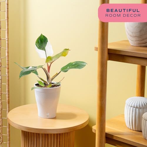 Costa Farms White Knight Philodendron, Live Indoor Plant, Tropical - Image 2