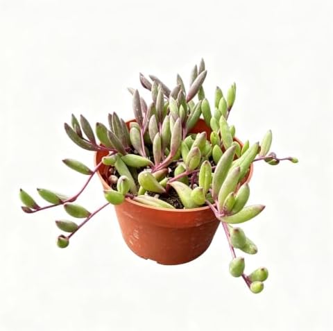 Live Succulent Ruby Necklace, Othonna capensis L.H.Bailey Plant in 4" Pot by VerdantVigor