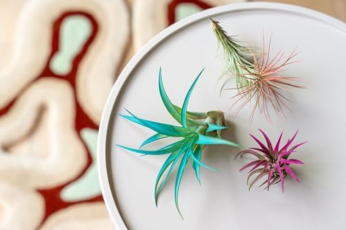 Purple Colorful Tillandsia Air Plants - Long Lasting Color Enhanced Live Tillandsia Succulent House Plants - Home and Garden Decor - Easy Care Indoor and Outdoor (Ionantha Rubra, Single) - Image 5