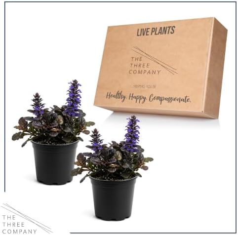 Ajuga (2 Pack) - Live Flowering Ground Cover Perennial, 8" Tall by 5" Wide in 1 Qt Pot - Image 5