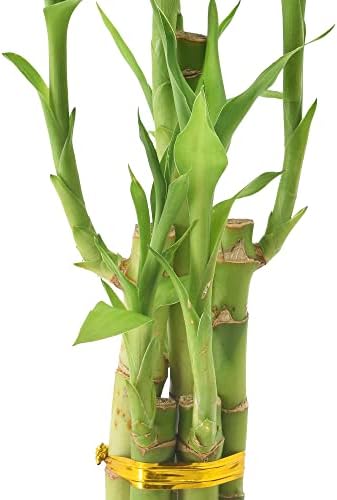 Arcadia Garden Products 5-Stem Lucky Bamboo, Live Indoor Plant in Contour II Ceramic Planter for Home, Work, or Gift, Black ***Cannot Ship to Hawaii*** - Image 4