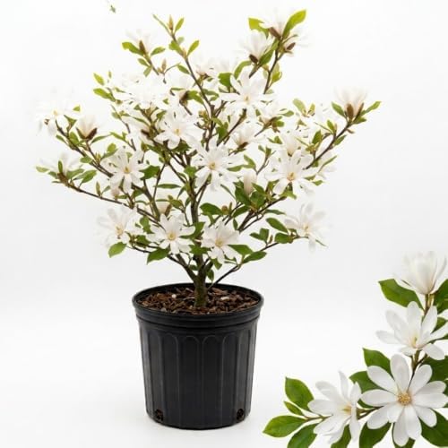 Star Magnolia Live Plant, Ornamental Tree, 6-8 Inch Tall by AKTRD