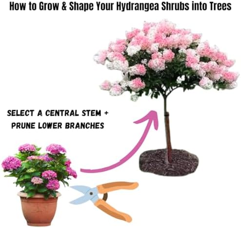 Random Vibrant Hydrangea Flower Live Plant, Garden Bush, 5-9 Inch Tall - Image 6