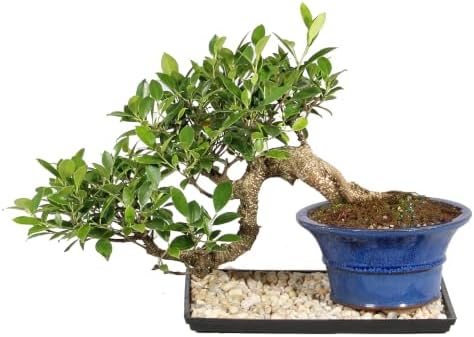 Brussel's Bonsai - Large Live Ficus Bonsai Tree with Tray, Indoor Plant by BrusselsBonsai