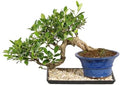 Brussel's Bonsai - Large Live Ficus Bonsai Tree with Tray, Indoor Plant by BrusselsBonsai