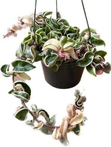 Variegated Hoya Compacta aka Hoya Hindu Rope Variegated Available in 2", 4", and 6" Pot Live Hoya Plant Prime Plants California (1 Small Plant/stem, 4" Pot) - Image 3