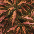 Park Seed Coral Candy Premium Sun Coleus Seeds, AAS Award-Winning Compact Variety with Multicolored Draping Foliage, Shade to Part Sun, Pack of 15 Pelleted Seeds by ParkSeed