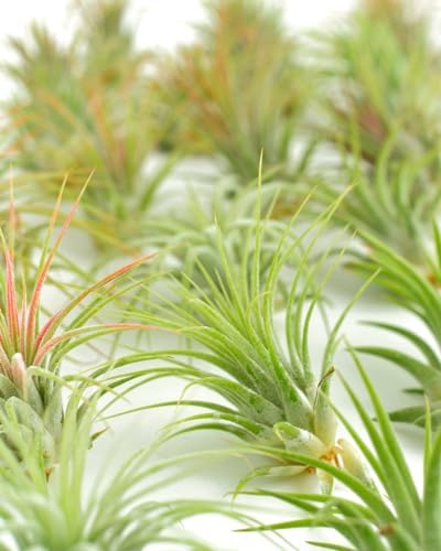 Shop Succulents Ionantha Tillandsia Air Plants, Assorted Mini Live Indoor Plants for Home Decor & Gifts, Low Maintenance, Natural Air Purifier, Hanging Plants, Favors, Terrarium Plants, Pack of 100 - Image 5