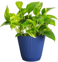 Live Golden Pothos, Indoor Vining Plant, Easy to Grow, 6" Pot by ThorsensGreenhouse
