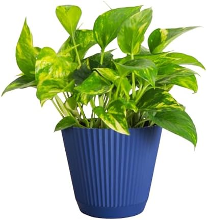 Live Golden Pothos, Indoor Vining Plant, Easy to Grow, 6" Pot by ThorsensGreenhouse