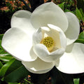 Sweetbay Magnolia Tree, 6-12 Inch Magnolia Trees Live Plants by Unknown