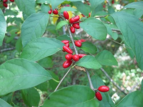 1 yo 4-8 inches Tall Northern Spicebush Plant (Lindera Benzoin) Bare Root - Image 4