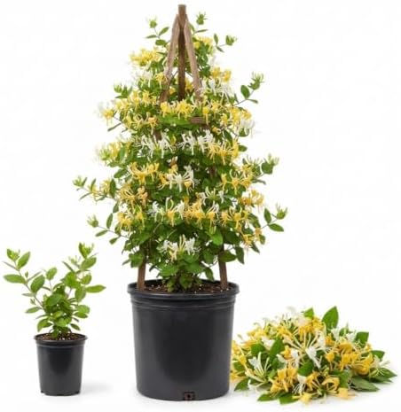 Scentsation Honeysuckle Plant Live in 2.5" Pot, Fragrant Lonicera Plant by Unknown