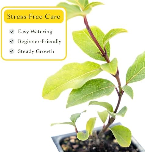 2 Spring Bouquet Viburnum Plants in 3.5" Cubes | Live Evergreen Shrub with Fragrant Pink-White Flowers | Landscape Plant for Hedges, Borders & Containers (Viburnum tinus 'Spring Bouquet') - Image 6