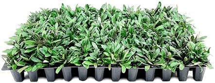Ajuga Chocolate Chip | 3 Live Plants | Ajuga reptans | Ground Cover Perennial | Pathways and Gardens, Blue Flowers, Drought Tolerant, Easy to Grow, Fast Spreading, Low Maintenance by FloridaFoliage