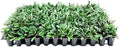 Ajuga Chocolate Chip | 3 Live Plants | Ajuga reptans | Ground Cover Perennial | Pathways and Gardens, Blue Flowers, Drought Tolerant, Easy to Grow, Fast Spreading, Low Maintenance by FloridaFoliage
