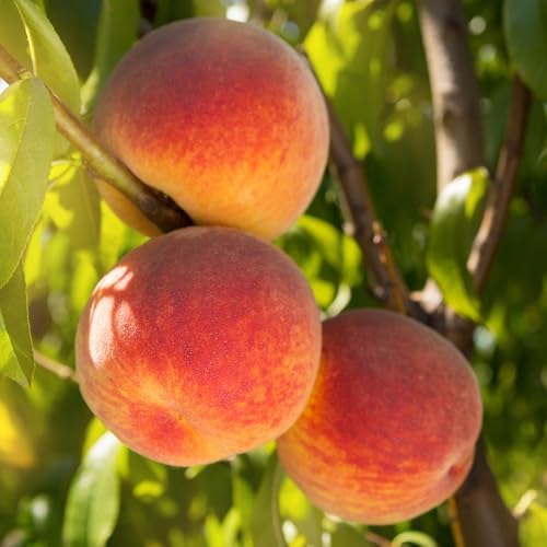 Red Peach Tree, Freestone, Self-Fruitful, High Yielding, Deciduous, 1 gal Nursery Pot, 1-2 ft Tree Height (Due to Agricultural Laws, we Cannot Ship to CA, AZ, AK, or HI) - Image 2