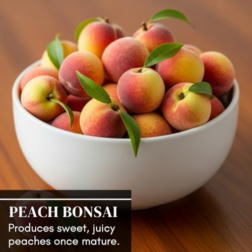 Bonsai Peach Tree Seeds – 4 Large Seeds for Miniature Fruit-Bearing Trees – Easy to Grow, Hardy, Produces Sweet Peaches - Great for Beginner Bonsai - Ideal for Home Garden - Image 3