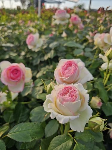 Ma Cherie Roses - Eden Rose Climbing Rose Live Plant, Rose Bushes Ready to Plant, Potted 2 Quart, Live Outdoor Plants, Pink Climbing Rose, Plant Gifts, Live Plants Outdoor, Roses Live Plants - Image 5