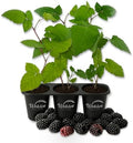 Von BlackBerry Plant - 3 Live Starter Plants - Rubus - Edible Fruit Bearing Bush for Patio and Garden by WekivaFoliage