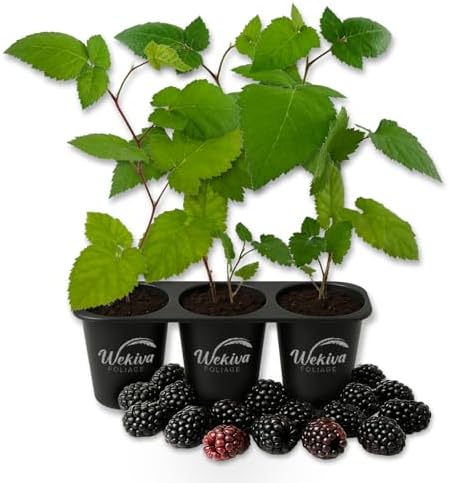 Von BlackBerry Plant - 3 Live Starter Plants - Rubus - Edible Fruit Bearing Bush for Patio and Garden by WekivaFoliage